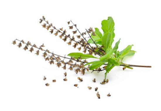 Benefits Of Consuming Tulsi Leaves On An Empty Stomach