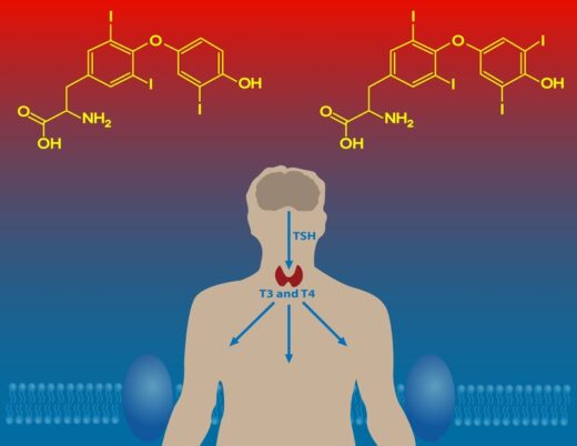 Thyroid hormone regulation and metabolism